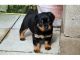 Rottweiler Puppies for sale in Adak, AK, USA. price: NA