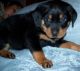 Rottweiler Puppies for sale in Anchorage, AK, USA. price: $500