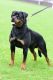 Rottweiler Puppies for sale in Hannibal, MO 63401, USA. price: NA