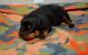 Rottweiler Puppies for sale in Amarillo, TX, USA. price: NA