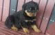Rottweiler Puppies for sale in Oregon City, OR 97045, USA. price: NA