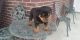 Rottweiler Puppies for sale in Alexander, IL, USA. price: NA