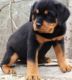 Rottweiler Puppies for sale in Beaver Creek, CO 81620, USA. price: NA