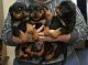 Rottweiler Puppies for sale in Springfield, IL, USA. price: NA