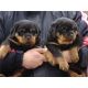 Rottweiler Puppies for sale in Jackson, MS, USA. price: NA
