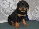 Rottweiler Puppies for sale in Coral Springs, FL, USA. price: NA