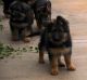 Rottweiler Puppies for sale in Downey, CA, USA. price: NA