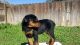 Rottweiler Puppies for sale in Buffalo, NY, USA. price: $350