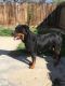 Rottweiler Puppies for sale in Buffalo, NY, USA. price: NA