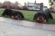Rottweiler Puppies for sale in Buffalo, NY, USA. price: NA