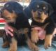 Rottweiler Puppies for sale in Chandler, AZ, USA. price: NA