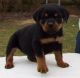 Rottweiler Puppies for sale in Tempe, AZ, USA. price: NA