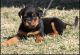 Rottweiler Puppies for sale in University Park, PA, USA. price: NA