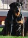 Rottweiler Puppies for sale in Arlington, AZ 85322, USA. price: NA