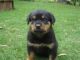 Rottweiler Puppies for sale in Captain Cook, HI, USA. price: NA