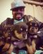 Rottweiler Puppies for sale in Centerville, IN 47330, USA. price: NA