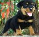 Rottweiler Puppies for sale in Huntington Beach, CA, USA. price: NA