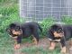 Rottweiler Puppies for sale in Adairsville, GA 30103, USA. price: NA