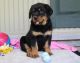 Rottweiler Puppies for sale in Delaware City, DE, USA. price: NA