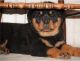 Rottweiler Puppies for sale in Beaumont, TX, USA. price: NA
