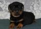Rottweiler Puppies for sale in Addison, AL 35540, USA. price: NA