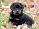 Rottweiler Puppies for sale in Alexander City, AL, USA. price: NA