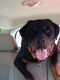 Rottweiler Puppies for sale in Fresno, CA, USA. price: $1,000