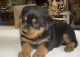 Rottweiler Puppies for sale in Fairhope, AL 36532, USA. price: NA