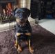 Rottweiler Puppies for sale in Kingston, WI, USA. price: NA