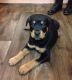 Rottweiler Puppies for sale in Kingston, WI, USA. price: NA