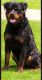 Rottweiler Puppies for sale in Ypsilanti Charter Twp, MI, USA. price: NA