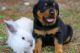 Rottweiler Puppies for sale in Honolulu, HI, USA. price: $500