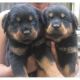 Rottweiler Puppies for sale in Kansas City, MO, USA. price: NA