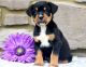 Rottweiler Puppies for sale in Cambridge, MA, USA. price: NA