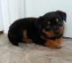 Rottweiler Puppies for sale in Columbia Falls, MT 59912, USA. price: $400