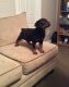 Rottweiler Puppies for sale in Columbia Falls, MT 59912, USA. price: $400