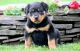 Rottweiler Puppies for sale in Hanford, CA 93230, USA. price: NA