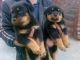Rottweiler Puppies for sale in Berkeley, CA, USA. price: NA
