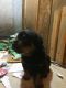 Rottweiler Puppies for sale in Berkeley, CA, USA. price: NA