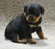 Rottweiler Puppies for sale in Fullerton, CA, USA. price: NA