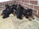 Rottweiler Puppies for sale in Waco, TX, USA. price: NA
