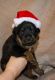 Rottweiler Puppies for sale in Des Moines, IA, USA. price: $200