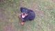 Rottweiler Puppies for sale in Falcon, MO 65470, USA. price: $1,000