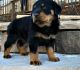 Rottweiler Puppies for sale in Greensboro, NC, USA. price: $500