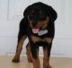 Rottweiler Puppies for sale in New Haven, CT, USA. price: $400