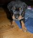 Rottweiler Puppies for sale in Camden, DE, USA. price: NA