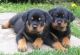 Rottweiler Puppies for sale in Memphis, TN, USA. price: NA