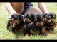 Rottweiler Puppies for sale in Jefferson City, MO, USA. price: NA