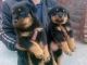 Rottweiler Puppies for sale in Lincoln, NE, USA. price: NA