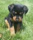 Rottweiler Puppies for sale in Holmesville, OH 44633, USA. price: NA